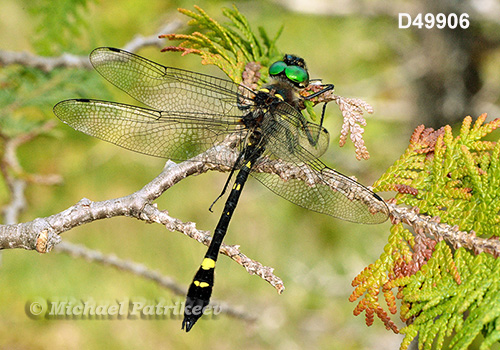 Swift River Cruiser (Macromia illinoiensis)